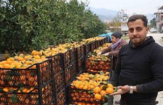 Tarla fiyatı 2 TL’ye kadar gerileyen mandalina...