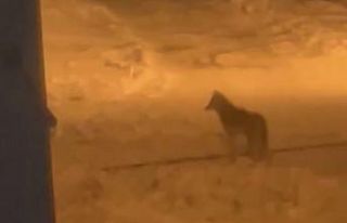 Tatvan’da şehir merkezine inen kurt görüntülendi