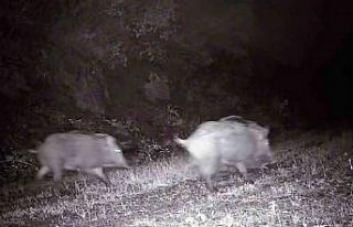 Tekirdağ’da fotokapana domuz sürüsü takıldı