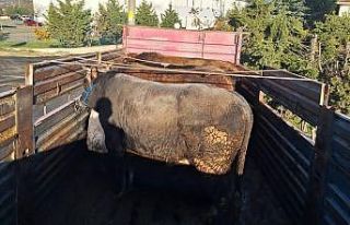 Tekirdağ’da kaçak hayvan sevkiyatına 102 bin...