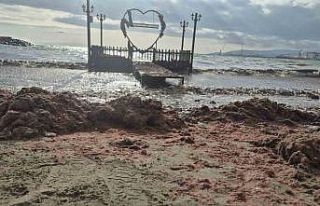 Tekirdağ’da lodos kıyıyı vurdu, kızıl yosunlar...