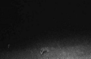 Tekirdağ’da porsuk ve kaya sansarı görüntülendi