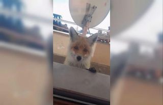 Tilki, bakımevini ziyaret etti