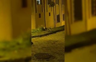 Tilkinin panik anları kameraya takıldı