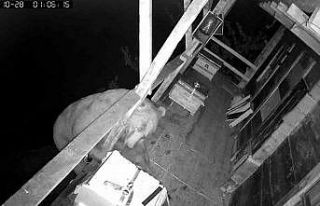 Tırmandığı balkonda kovanlardaki balı yiyen ayı...