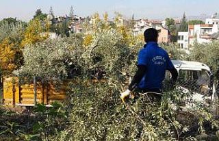 Toroslar Belediyesi zeytin ağaçlarını kesti, vatandaş...