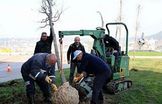 Tramvay çalışmasında sökülen ağaçlar yeni...