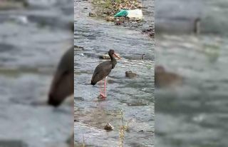 Türkiye’de nadir görülen kara leylek Karabük’te...