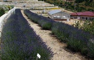Türkiye’nin en zengin tıbbi aromatik merkezi Eskişehir’de