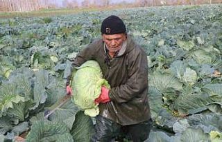 Turşuların başrol oyuncusu lahananın hasadına...