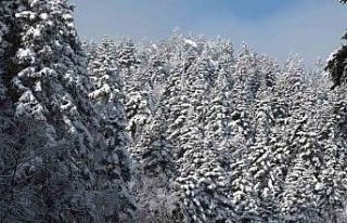 Uludağ’da göz gözü görmüyor