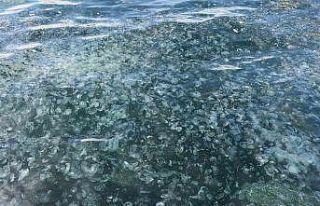 Üsküdar’da hayrete düşüren görüntü: Binlercesi...