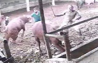 Üzerine zıplayan boğanın darbesiyle yere serildi:...