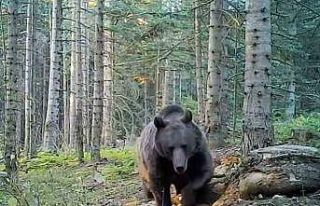 Uzmanlar kış uykusuna yatmaya hazırlanan ayılar...