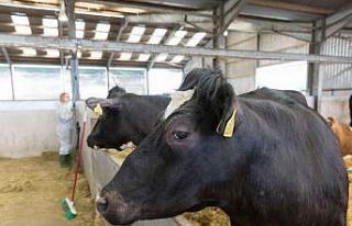 Uzmanlar şap hastalığına karşı alınması gereken...