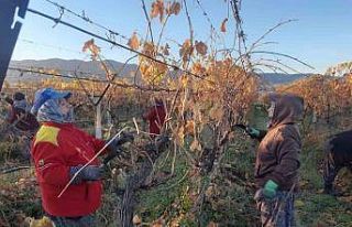 Üzüm bağlarında kadın istihdamı artıyor