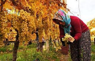 Üzüm hasadında sona yaklaşıldı