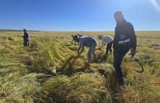 Volkanik arazide yetiştirilen Karacadağ pirinci...