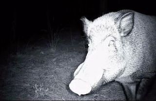Yaban domuzunun fotokapanla savaşı: Söküp parçalamaya...