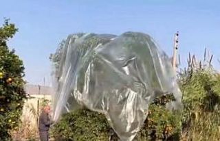 Yağmurda mandalinaya naylonlu koruma