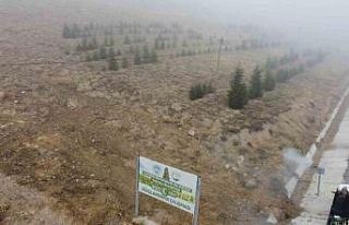 Yahyalı’ya bin 200 fidan dikildi