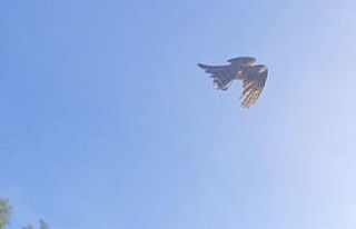 Yaralı atamaca tedavisi ardından yeniden doğal...