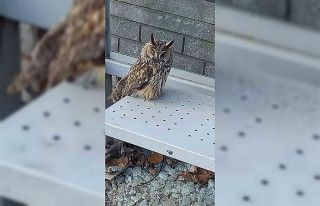 Yaralı halde bulunan kulaklı orman baykuşu koruma...