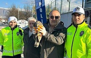 Yaralı şahine polis şefkati