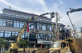 Yaşı 200’e yaklaşan çınar ağacı budandı