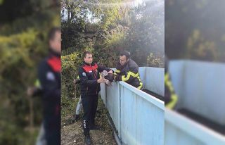 Yayladağı’nda baykuş kurtarma operasyonu