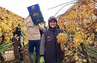 Yeni yıl üzümleri yola çıkmaya başladı