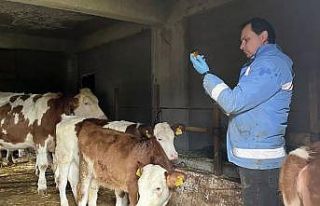 Yığılca’da hayvan sağlığı çalışmaları...