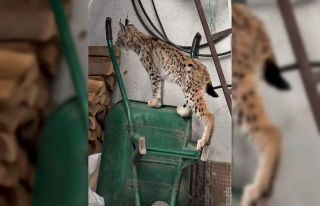 Yolunu şaşıran vaşak Torul ilçe merkezine indi