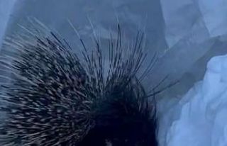 Yüksekova’da Hint oklu kirpi görüntülendi