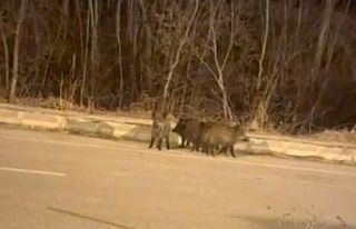 Yüksekova’nın farklı noktalarında domuz sürüleri...
