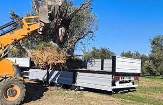 Zeytin ağacı taşıyacaklara önemli uyarı: "İzinsiz...
