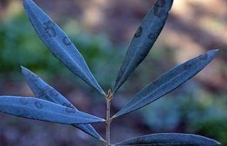 Zeytinde halkalı leke hastalığı ile mücadele...