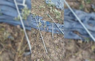 Zeytinleri dalından çaldılar