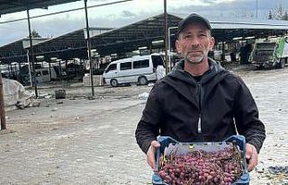 2025 yılı üzümlerini 2026’da bitirdi