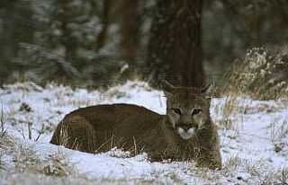 ABD’de Rocky Dağları’nda yürüyüş yapan kadın...