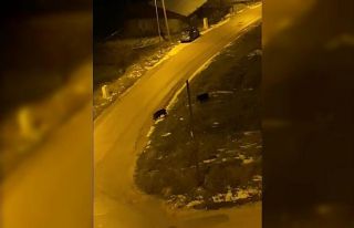 Aç kalan domuzlar şehre indi