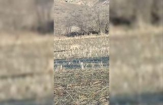 Aç kalan kurtlar yerleşim merkezine indi