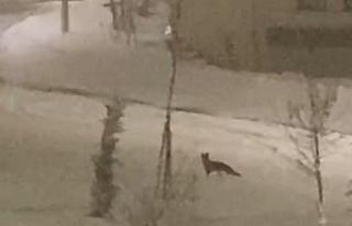 Aç kalan tilki şehir merkezine indi