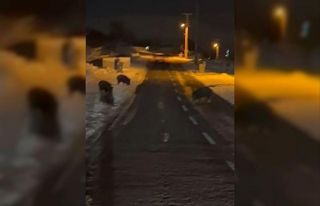 Aç kalan yaban domuzları yerleşim yerine indi