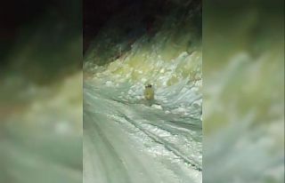 Aç kalan yaban domuzu kara yoluna indi