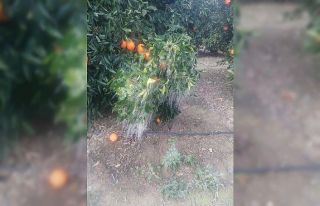 Adana’da portakal ağaçları buz tuttu