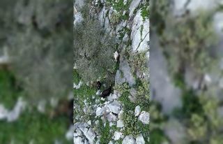 AFAD’dan keçi kurtarma operasyonu