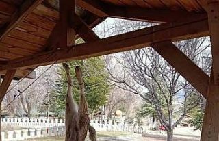 Afyonkarahisar’da öldürülen köpekle ilgili çok...