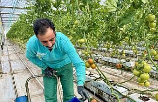 Ağrı’da, jeotermal serada üretilen ürünler...