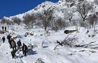 Ahırların üzerine çığ düştü, küçükbaş...